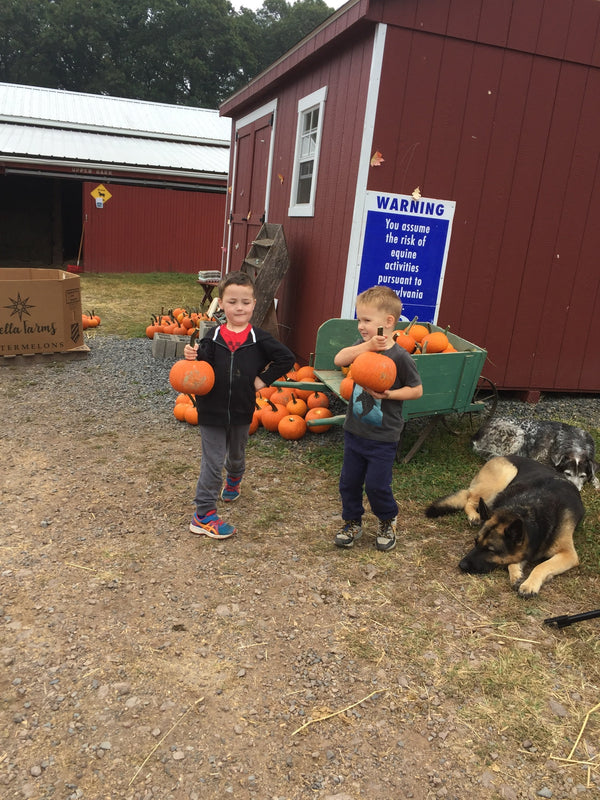Two young boys holding pumpkins beside a green wooden wheelbarrow heaped with more pumpkins outside the red barn