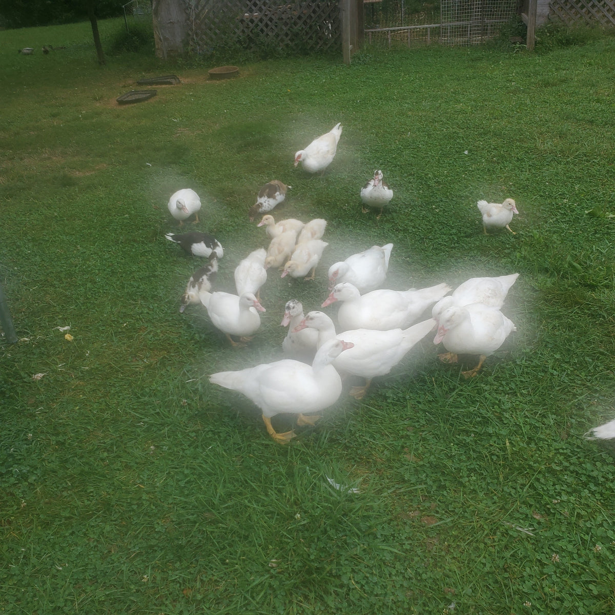 From the farm journal — Christopher Crafter (intern @ PSU Delco)Journal (blogpost 2) for September 4th, 