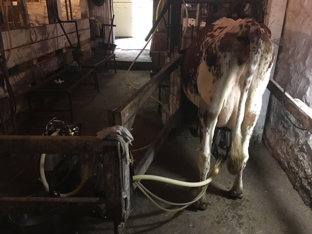 From the farm journal — Dairy Intern- Natasha