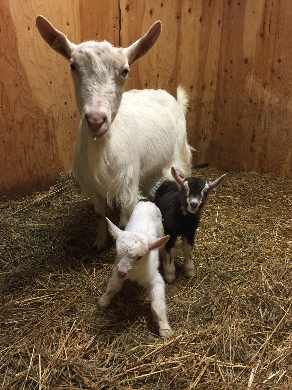 From the farm journal — Leigh`s blog
