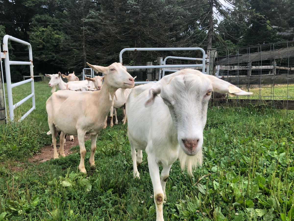 From the farm journal — Livestock and Education Intern Experience - Alli 