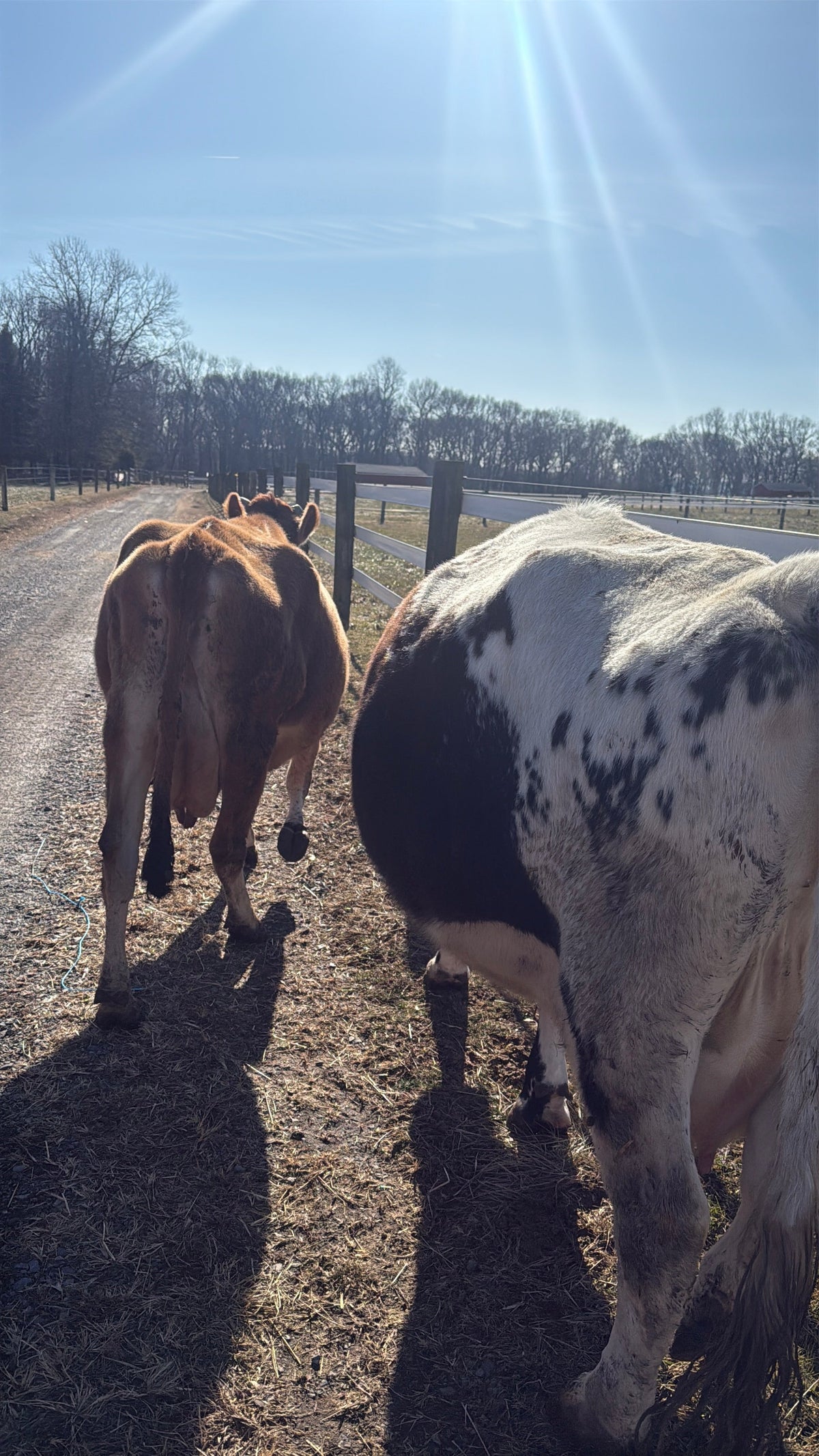 From the farm journal — Why Farms Like Flint Hill Depend on Community — and What You Learn by Showing Up