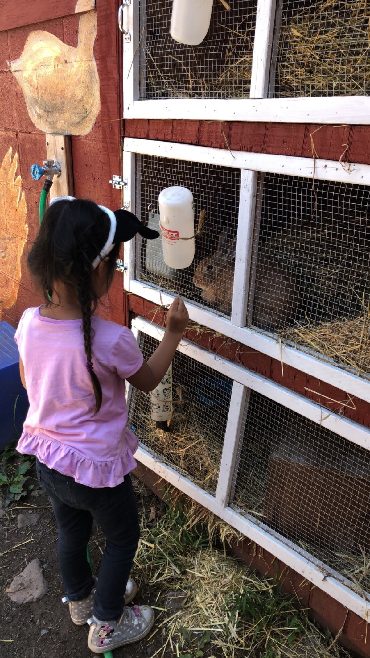A young child in a pink top and animal-ear headband reaching toward a rabbit in a red-and-white hutch, feeding it a strand of hay