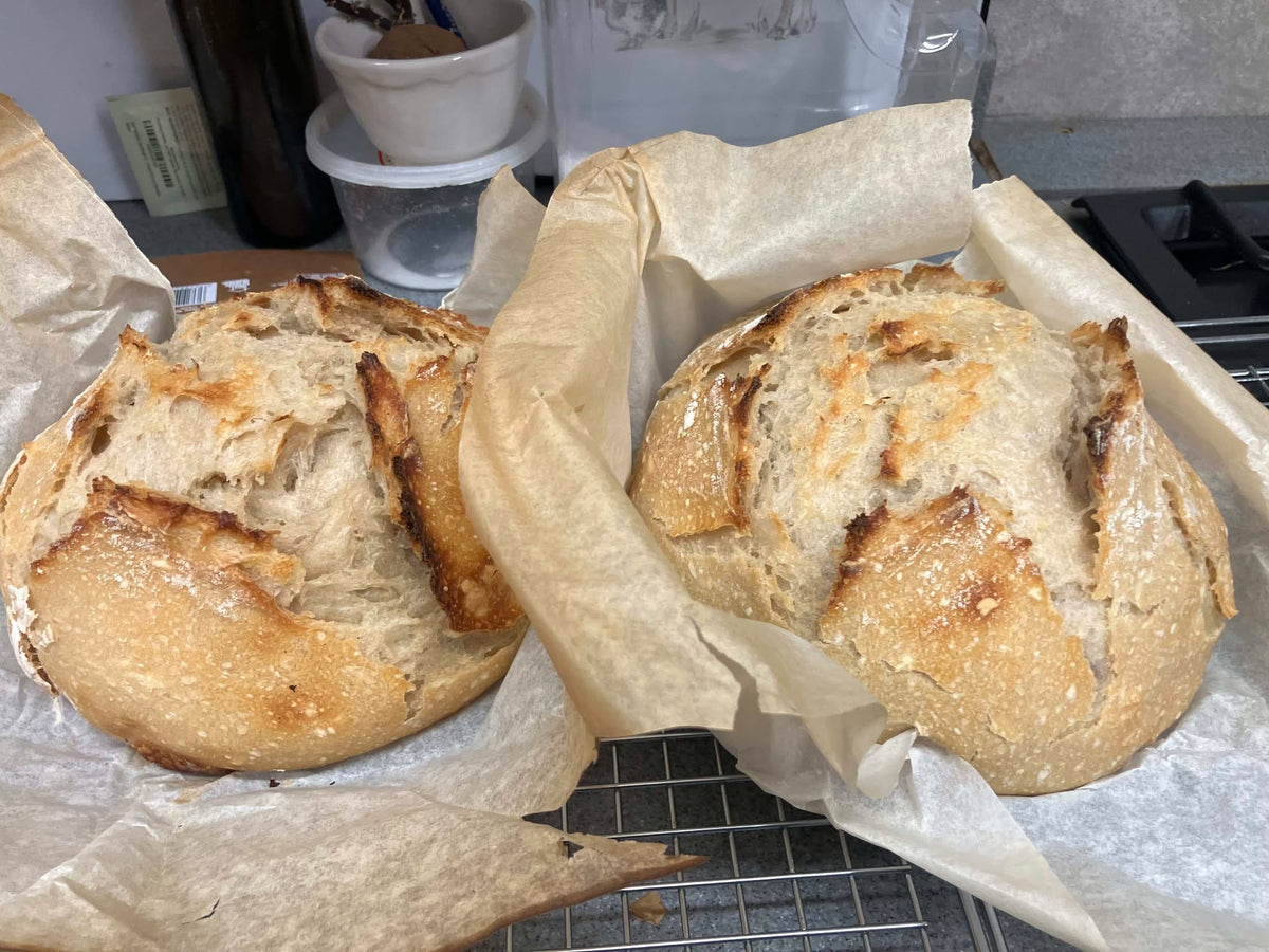 Two round scored sourdough boules cooling on parchment over a wire rack