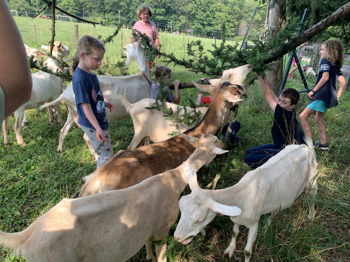 Children and an adult in a summer pasture feeding cut evergreen branches to a herd of dairy goats that crowd in to browse the needles