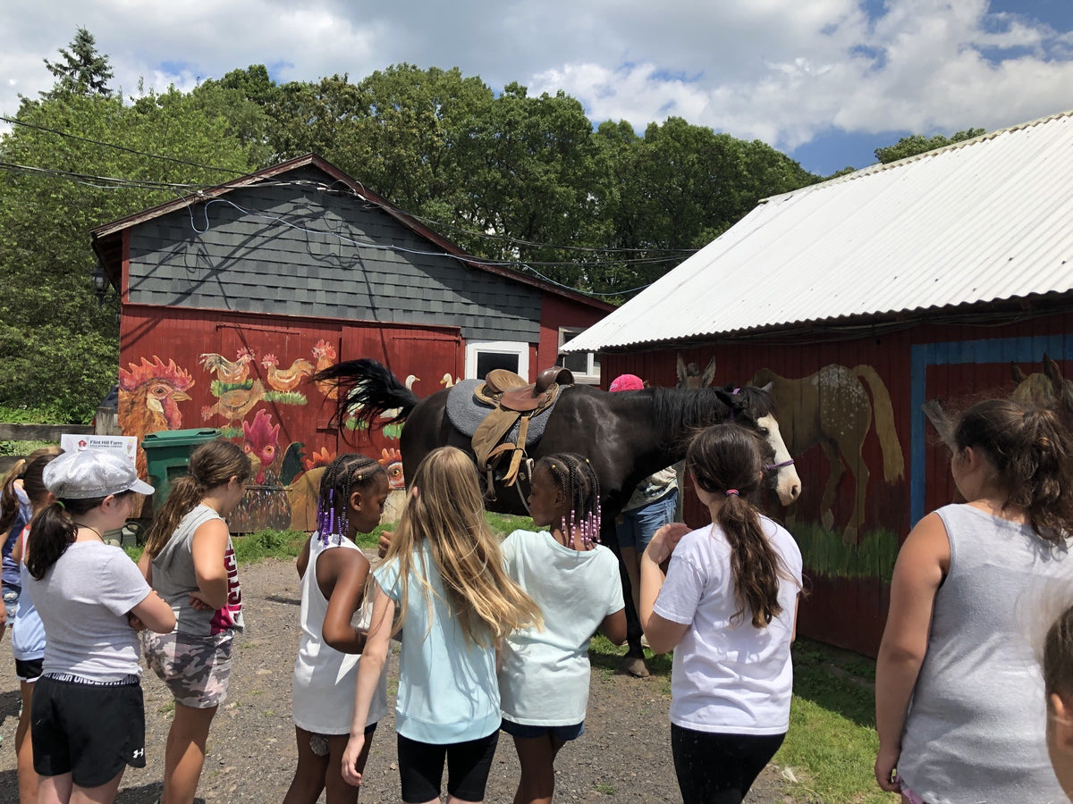 A camp group on the gravel drive watching an adult hold a saddled dark bay horse in front of two red barns painted with murals