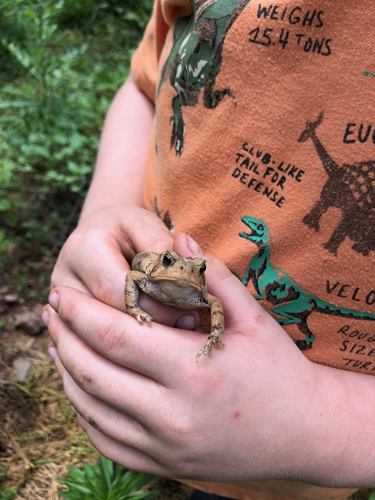A child's cupped hands holding a small brown American toad, photographed from above