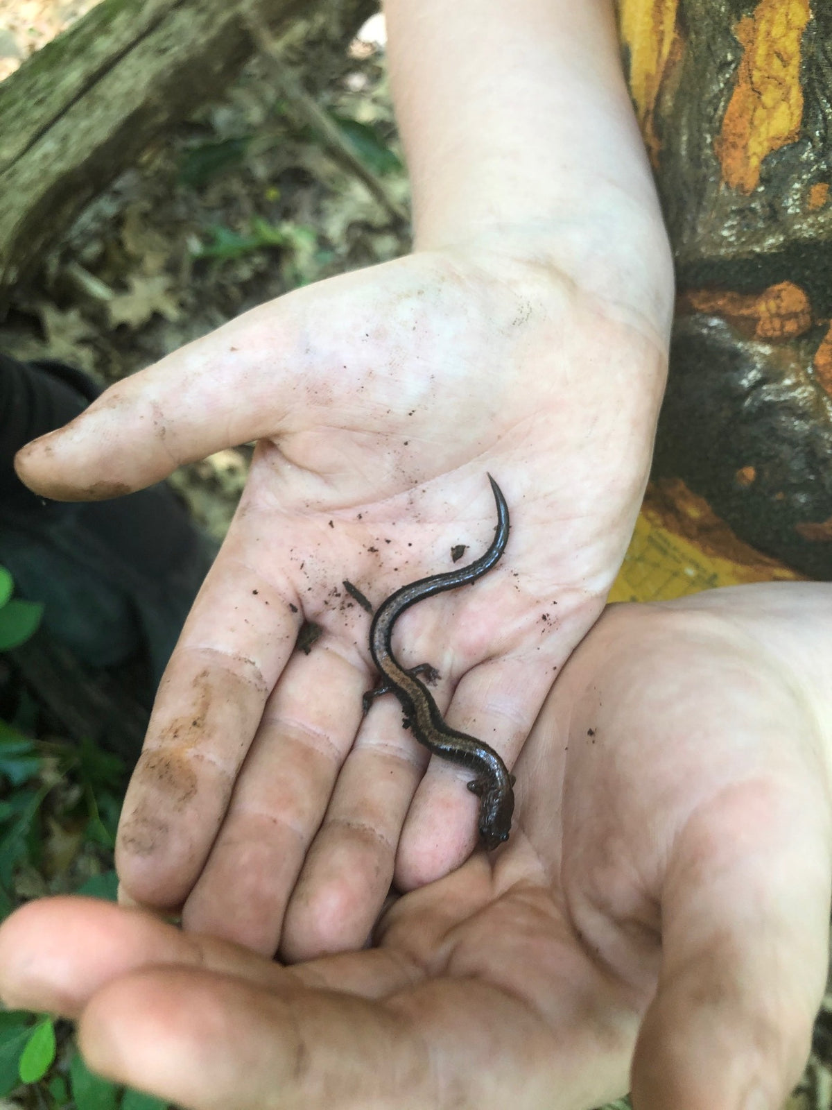 Two cupped hands holding a small brown redback salamander found on the forest floor