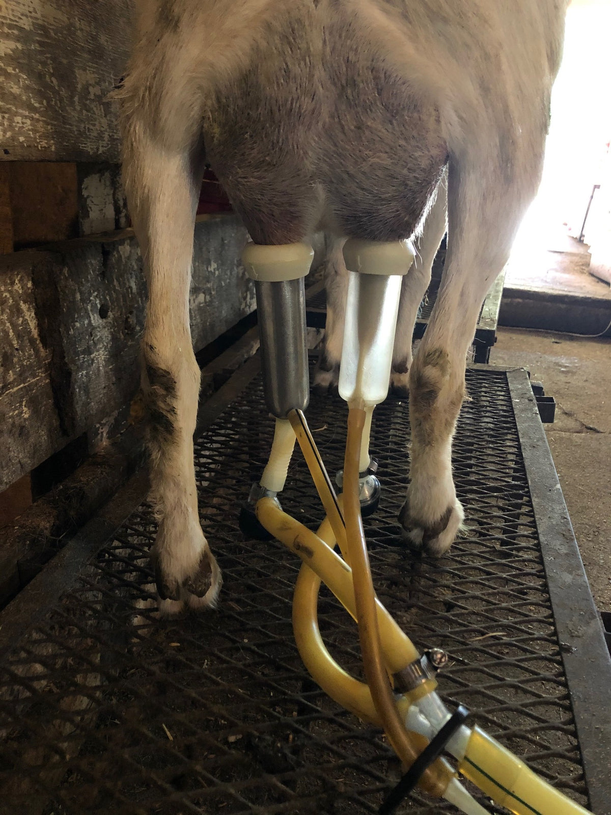 A dairy goat on the milking stand with the milking machine attached