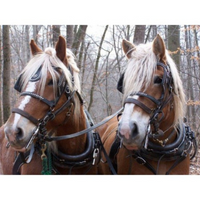 Horseback Riding Lessons