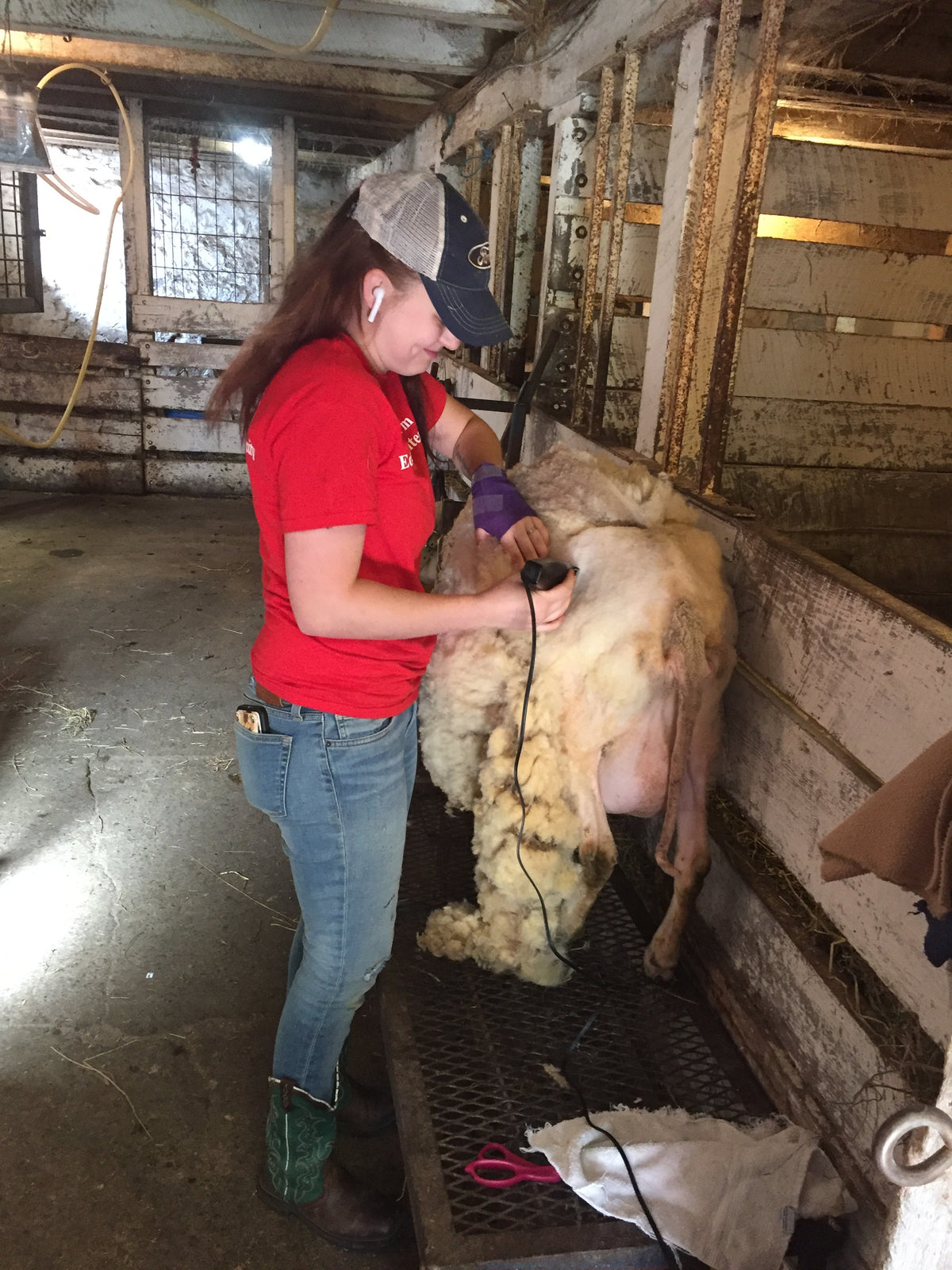 Una persona adulta con una camiseta de Flint Hill Farm esquilando una oveja con esquiladora eléctrica en el establo, con la mitad del vellón ya desprendida en una sola pieza