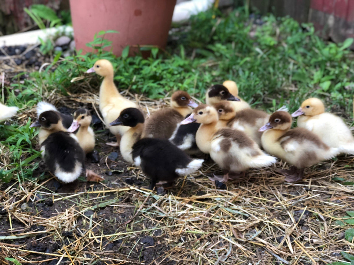 About twelve Muscovy ducklings, black-and-white, brown and buff-yellow, clustered on straw and grass by a terracotta pot at a red barn wall