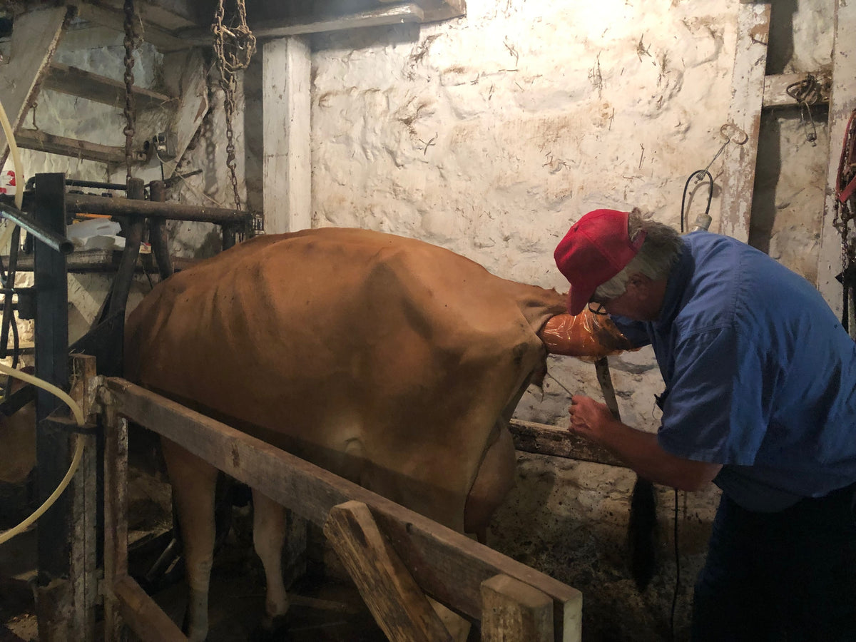 An adult in a red cap and blue work shirt doing breeding or veterinary work on a fawn Jersey cow in a whitewashed stone tie stall