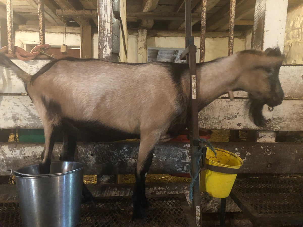 Alpine dairy goat doe on the raised milking stand, head through the wooden stanchion at a yellow feed bucket, a stainless pail on the floor