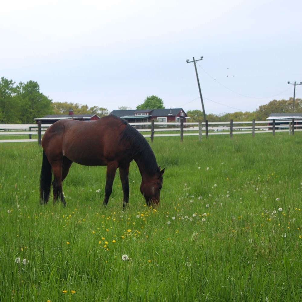 Bay horse grazing a deep spring pasture of dandelion clocks and buttercups, white board fencing and the red farmhouse on the ridge behind