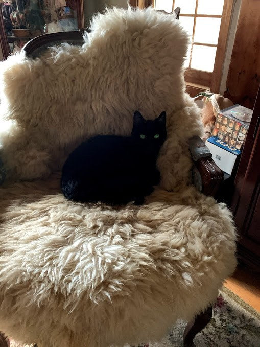 A black cat curled asleep on an antique carved armchair draped with a cream sheepskin, a sunlit window and pine paneling behind
