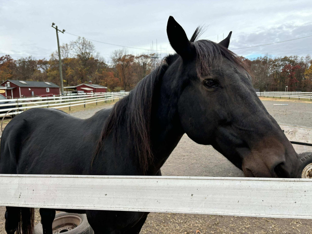 Black horse at an aluminum gate rail in a sand paddock, head turned toward the camera, autumn foliage and red outbuildings behind