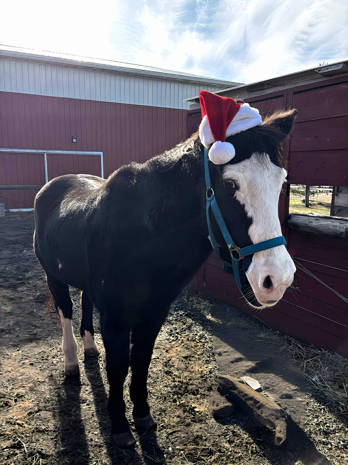 Black-and-white pinto horse with a bald face in a red Santa hat, standing in a winter paddock beside the red barn in low bright sun