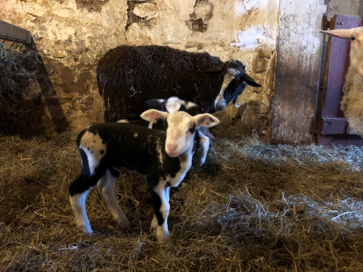 A black-and-white spotted newborn lamb standing in deep straw in a whitewashed stone barn pen, its dark ewe and a second lamb behind