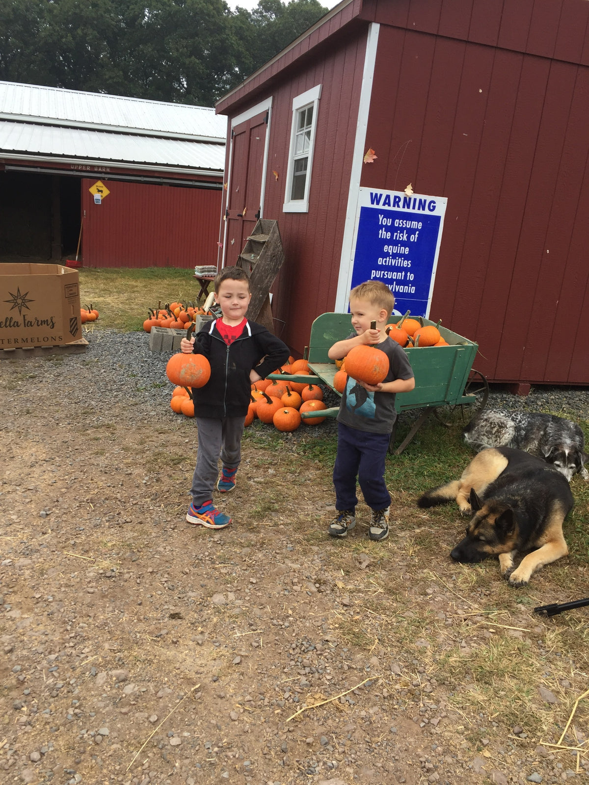 Two young boys holding pumpkins beside a green wooden wheelbarrow heaped with pumpkins outside the red barn, two dogs lying behind them