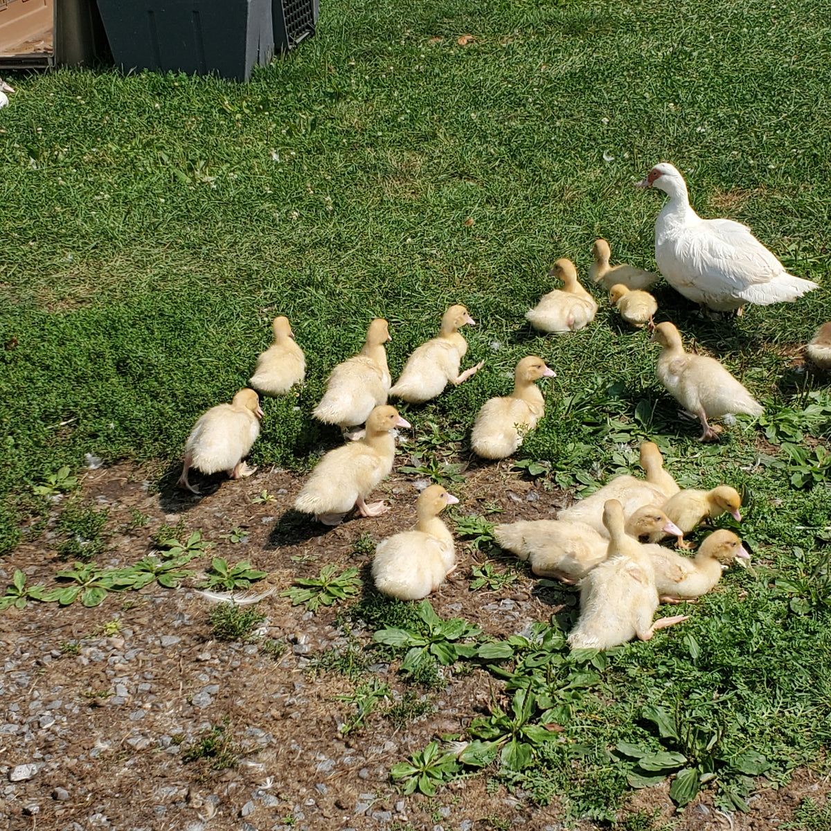 About fifteen yellow Muscovy ducklings on the grass, watched over by an adult white Muscovy hen with red facial caruncles