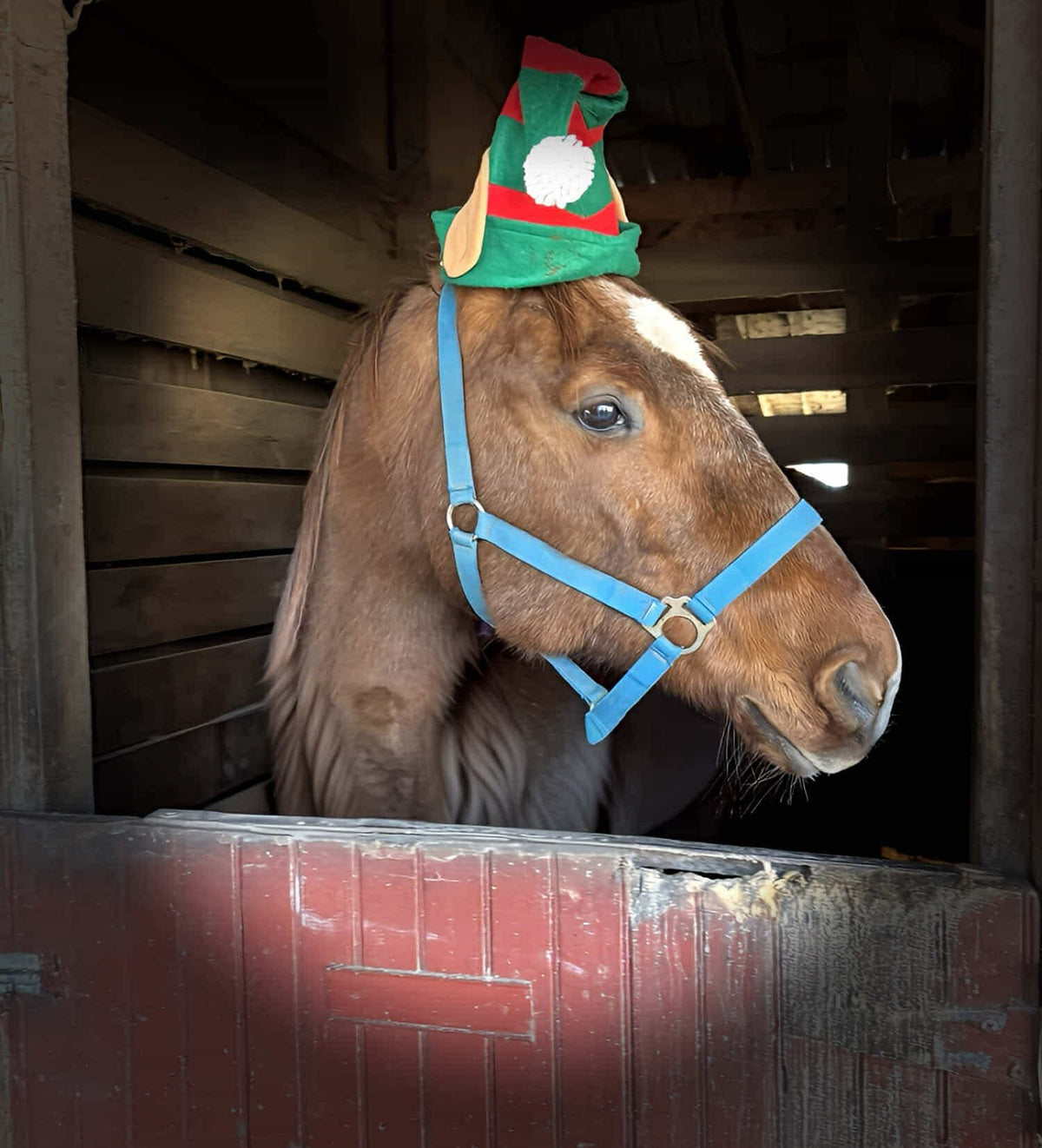 Chestnut horse with a white blaze in a green-and-red elf hat, looking out over a red half-door from a dim timber stall