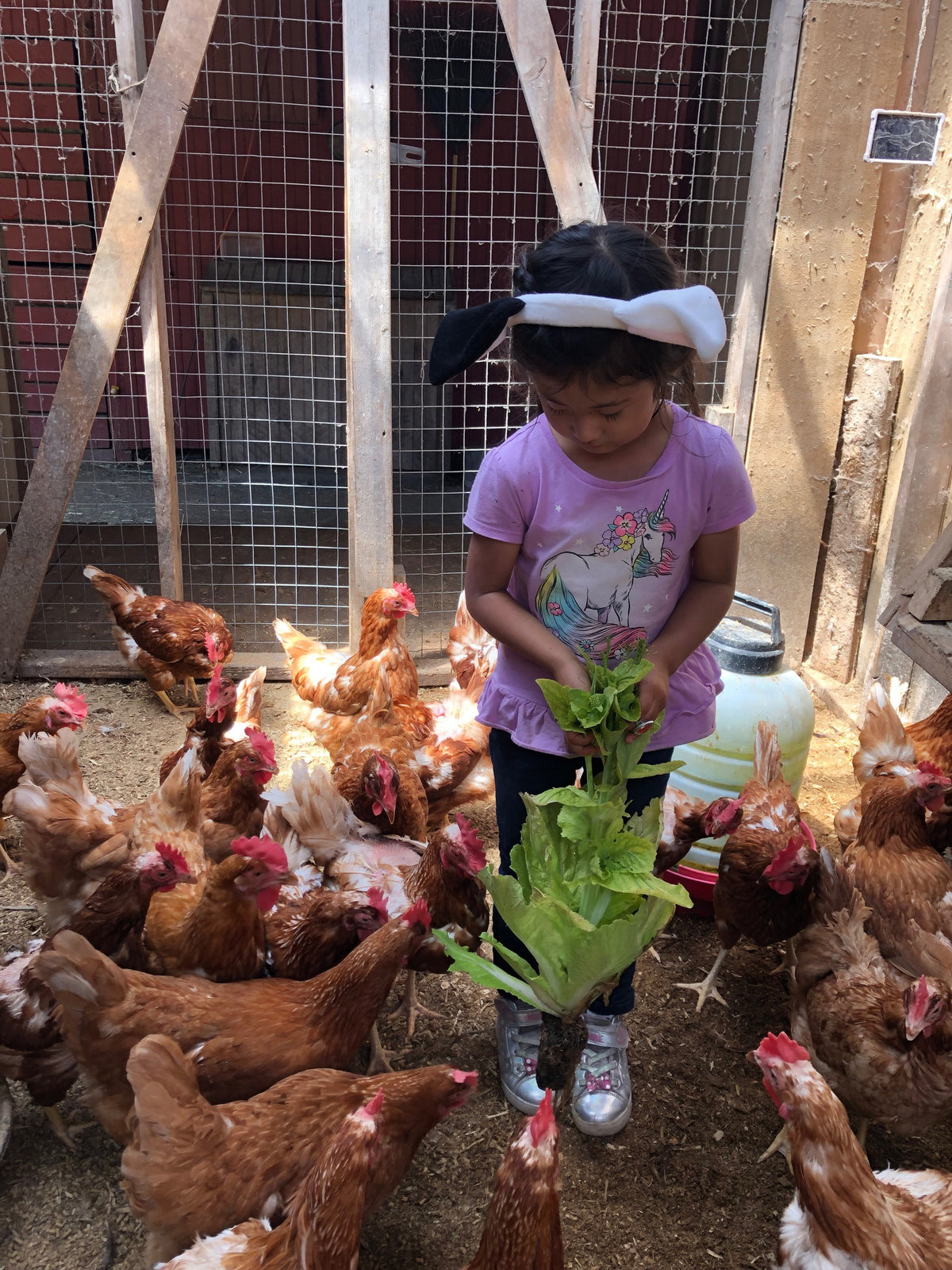 A young child in a unicorn T-shirt and plush cow-print hat holding out romaine leaves in the chicken house, red-brown hens crowding around