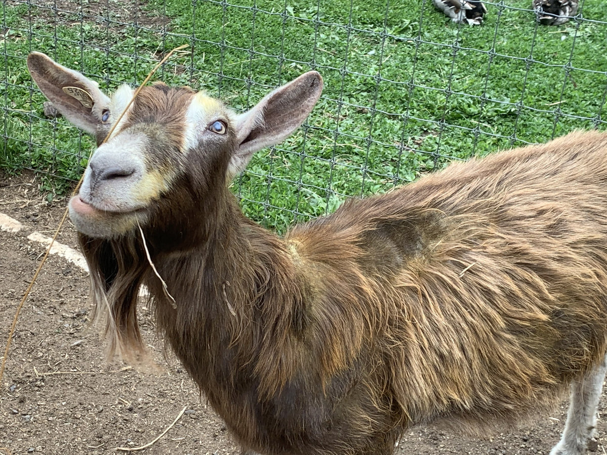 Close portrait of a brown Toggenburg-type dairy goat with white facial stripes and a shaggy coat, hay across its mouth, at a woven-wire fence