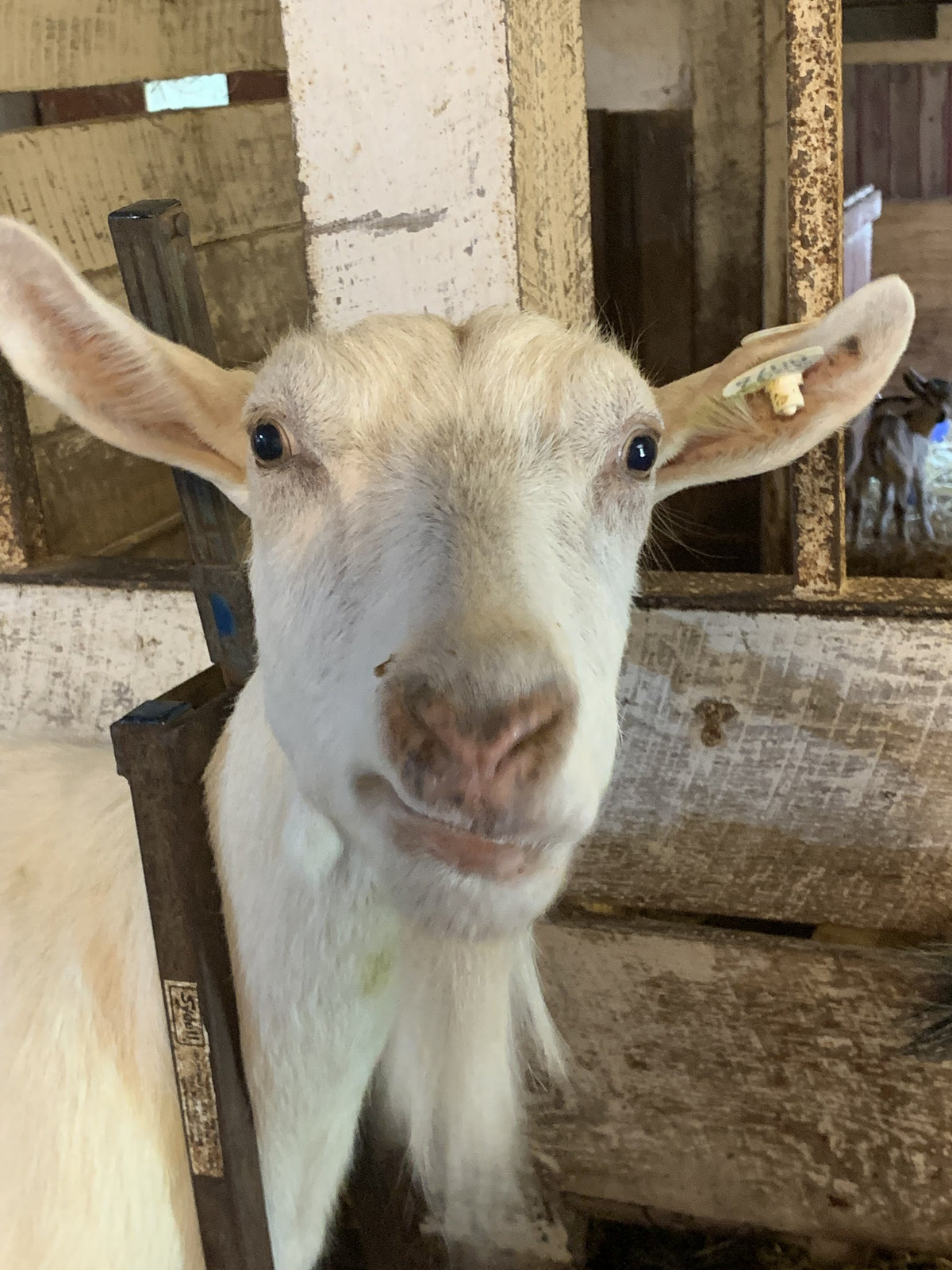 Head-and-shoulders close-up of a white Saanen dairy goat with a numbered ear tag in a weathered wooden pen, looking at the camera