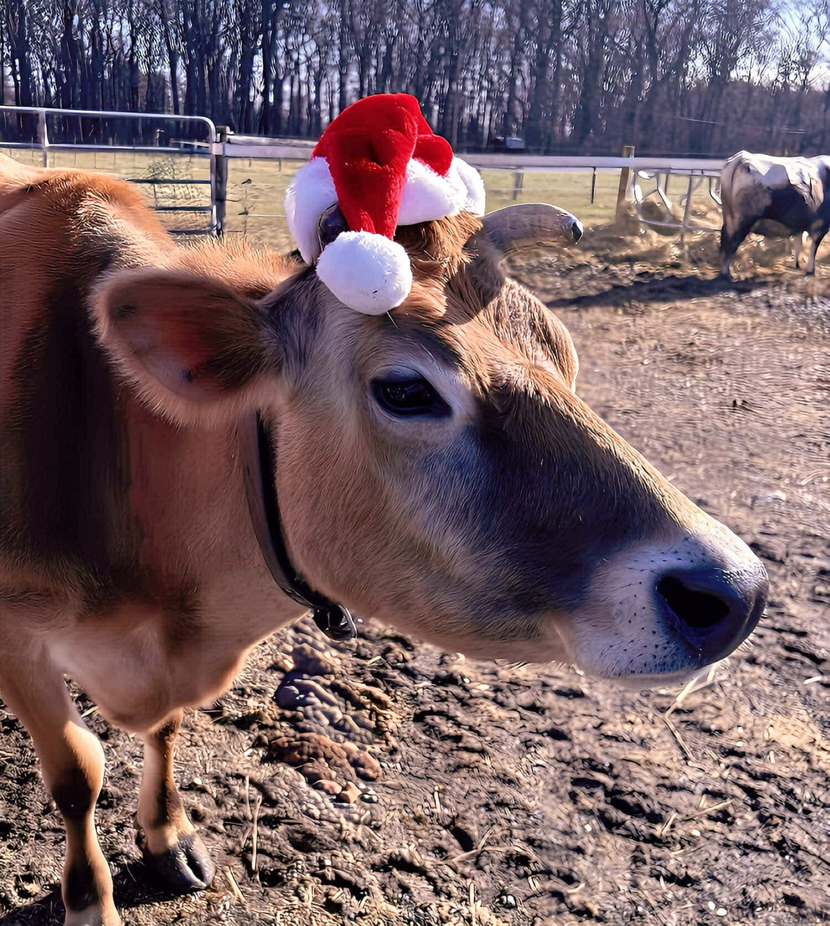 Close-up of a Jersey cow's head in a red Santa hat in a winter dirt paddock, a second cow grazing behind