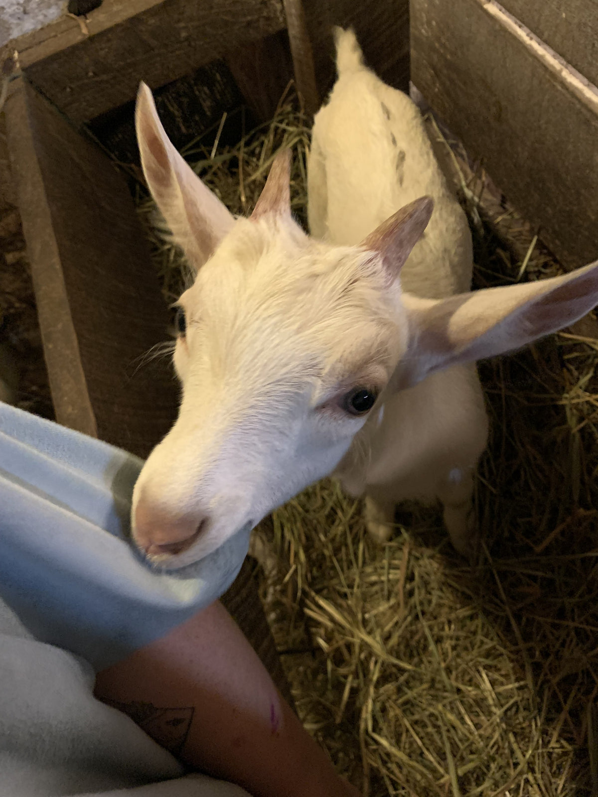 Close-up of a white Saanen-type goat kid pressing its muzzle into a person's pale blue sleeve, two more kids resting in straw behind