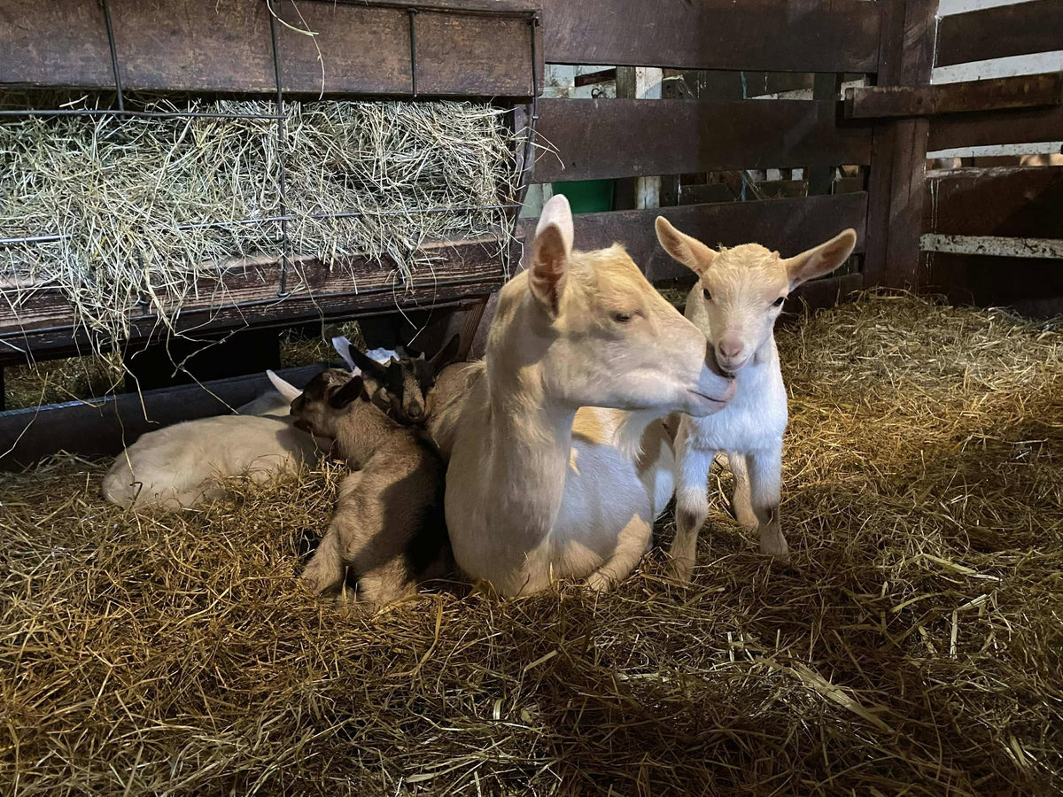 Cream Saanen-type doe lying in deep straw, a white kid pressed against her neck and two brown kids resting behind, a full hay feeder above