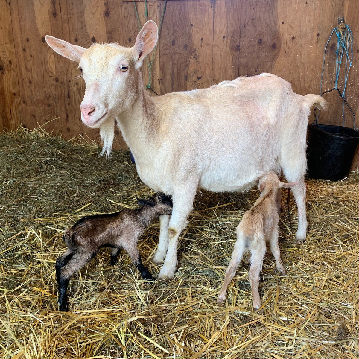 Cream Saanen-type doe in a bright straw-bedded stall with two newborn kids, one brown-and-black and one fawn, nursing at her side
