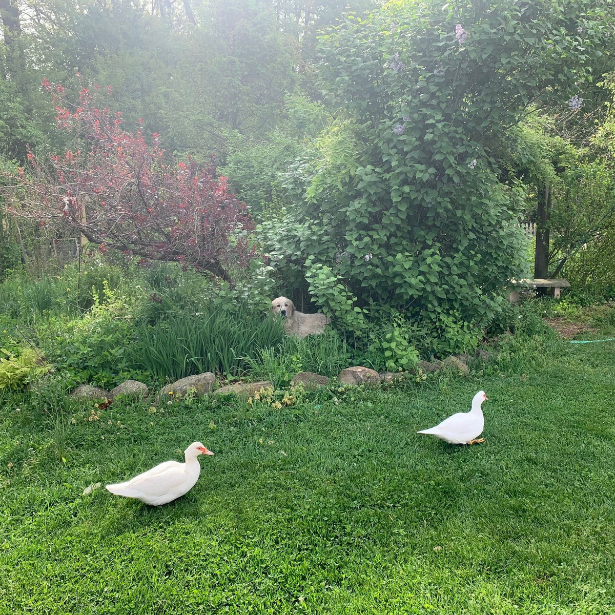 Cream-white Great Pyrenees guardian dog lying half-hidden in a spring garden bed under a blooming lilac, two white Muscovy ducks in front