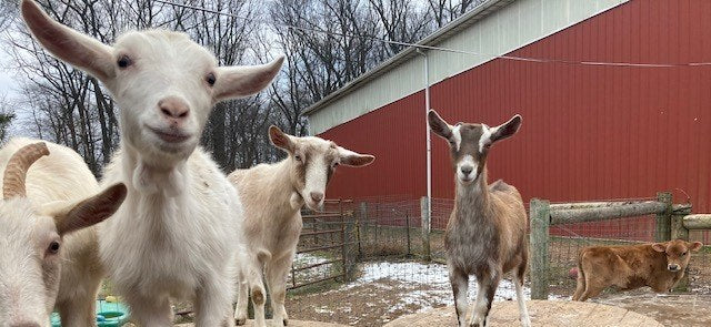 Four dairy goats in a snowy paddock beside the red barn, a white Saanen looking into the lens in front, a Jersey calf lying at the right