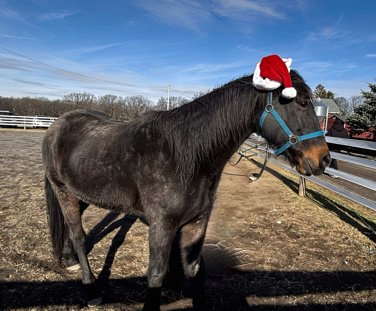 Dark bay horse in a red Santa hat and teal halter in a bare winter paddock with white board fencing, a red barn and feed silo behind