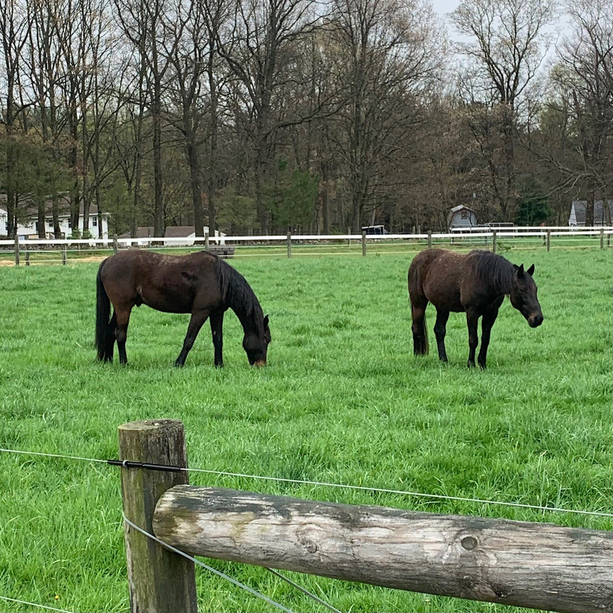 Two dark bay horses grazing a lush spring paddock, seen over a weathered post-and-rail fence, white fencing and a shed in the distance