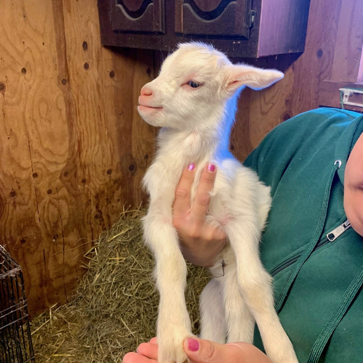 Day-old white goat kid held upright in a person's hands against their green fleece, straw and barn boards behind