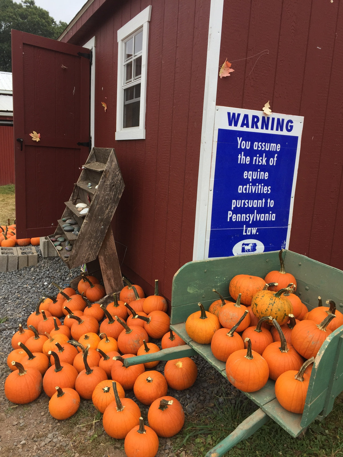 Dozens of pie and jack-o'-lantern pumpkins heaped on gravel and in a green wooden wheelbarrow beside a red barn wall, maple leaves on the ground