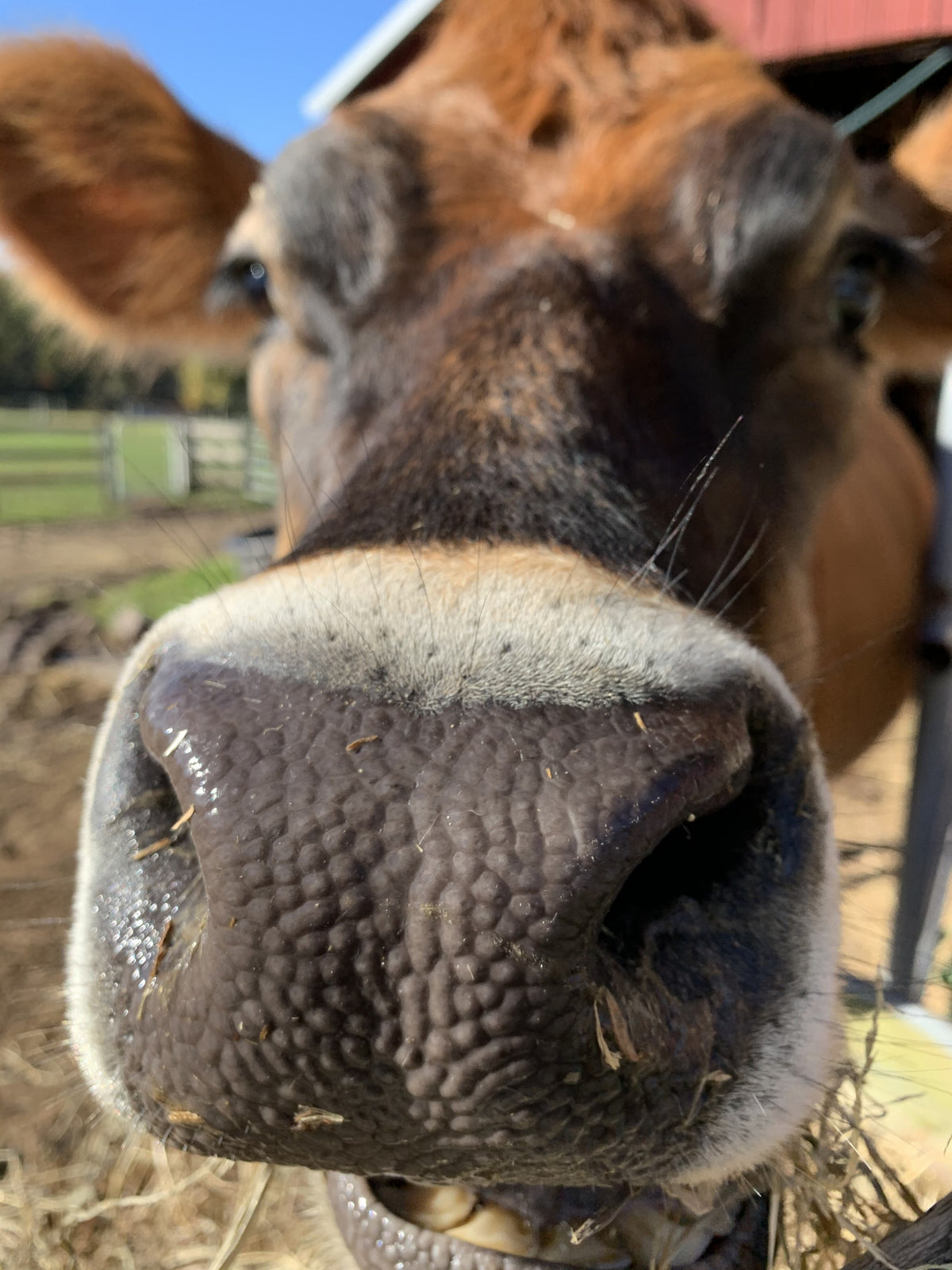 Extreme close-up of a brown dairy cow's wet dark muzzle, whiskers and nostril in sharp focus, the herd and hay blurred behind