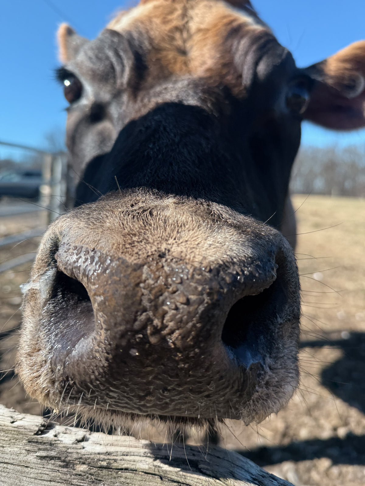 Extreme close-up of a Jersey cow's wet nose and whiskers pushed out over a weathered wooden fence rail, clear blue sky behind