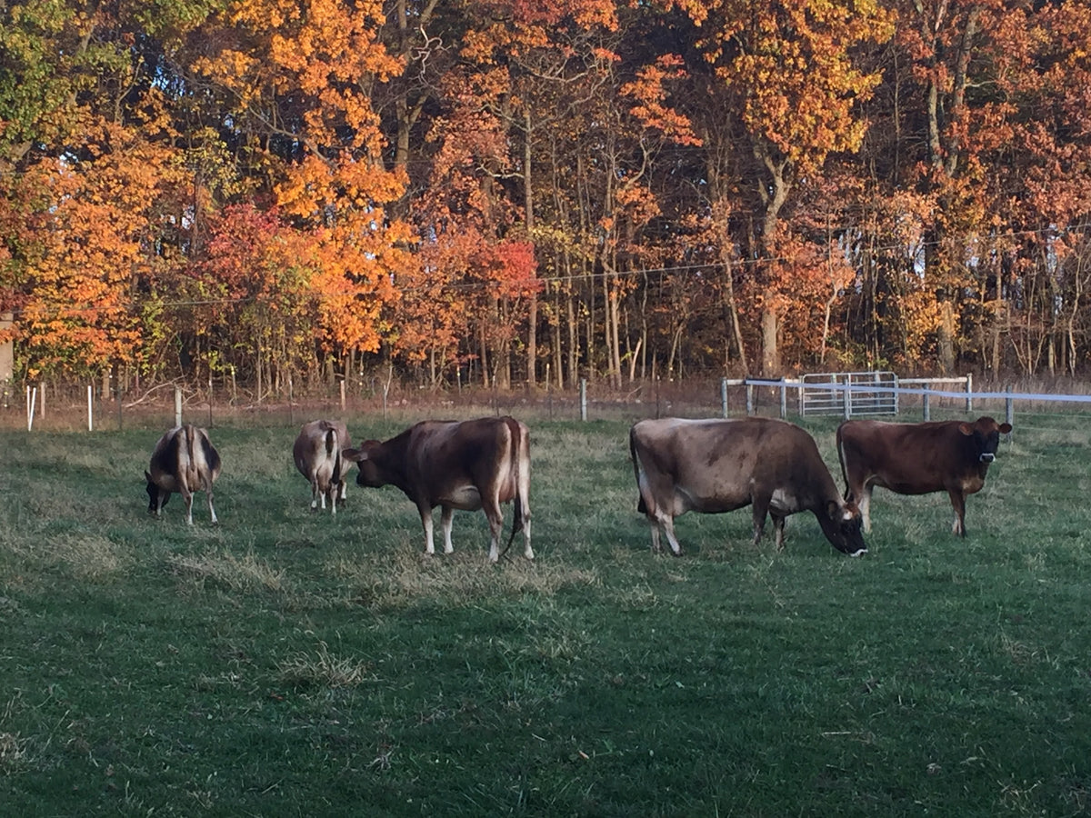 Jersey cows grazing across a green pasture below the autumn woods