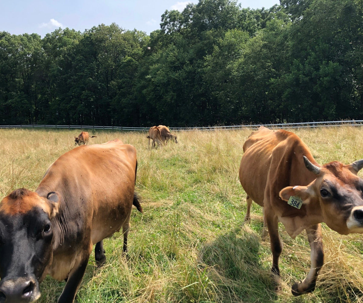 Four fawn Jersey cows grazing and walking through tall summer pasture toward the camera, white board fence and woods behind