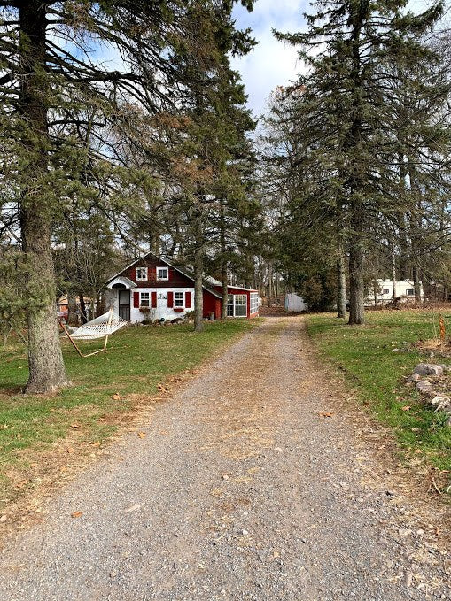 Gravel farm lane between tall spruce trees leading to a small red cottage with red shutters, a hammock slung between two trunks