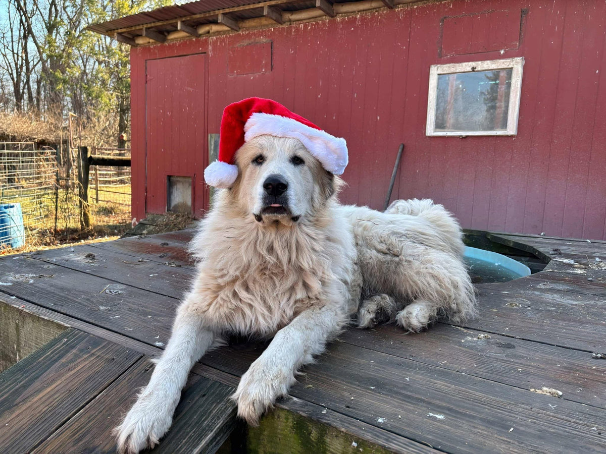 Great Pyrenees guardian dog in a Santa hat, lying on a weathered wooden deck in front of the red barn in low winter sun