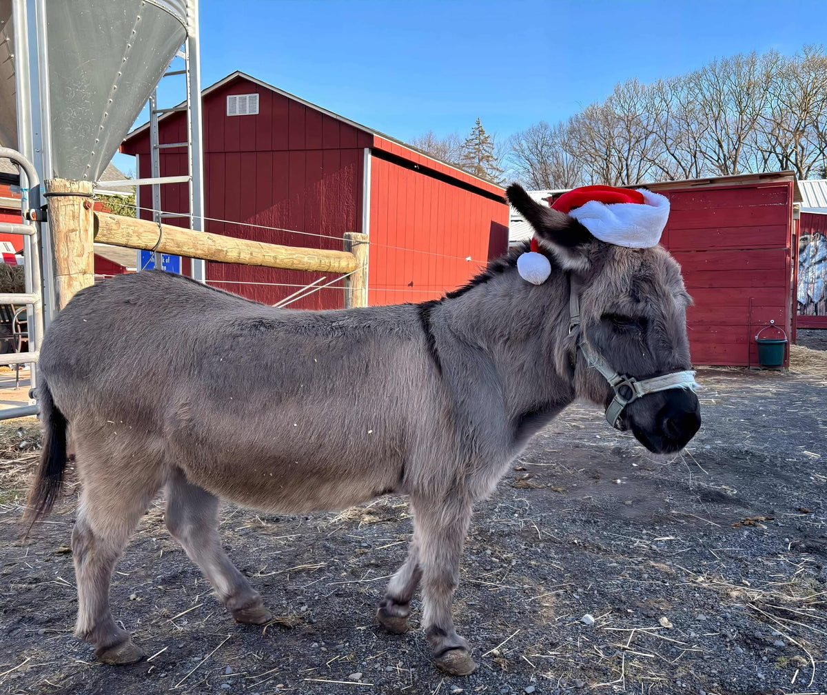 Gray donkey in a red Santa hat and pale halter standing side-on in a gravel yard, the red barn and a feed silo behind under blue winter sky