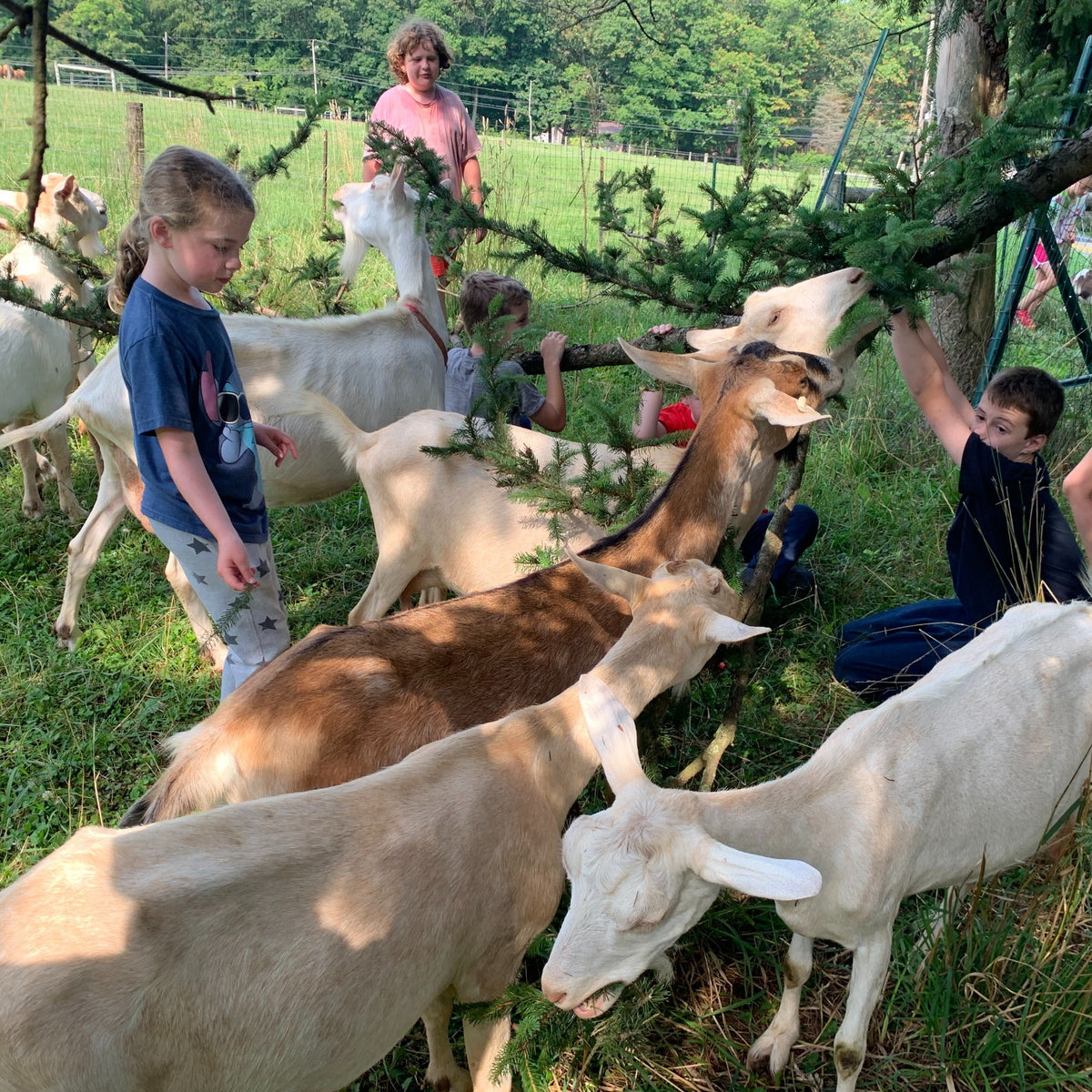 Children in a summer pasture holding pine and spruce branches up to a crowd of dairy goats stretching to browse the needles