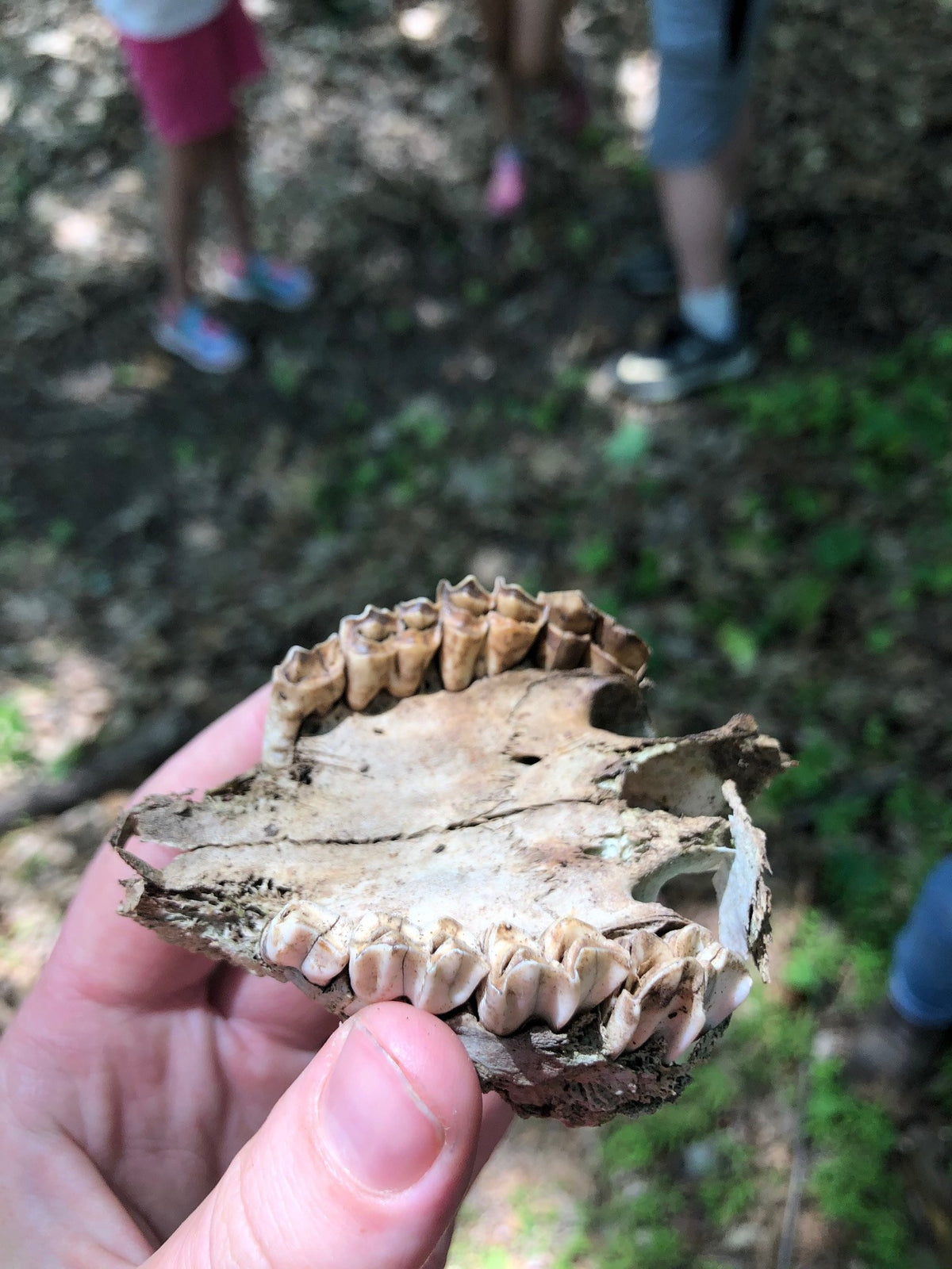 A hand holding a weathered animal jawbone with its row of molars intact, found on the ground, a small group blurred behind