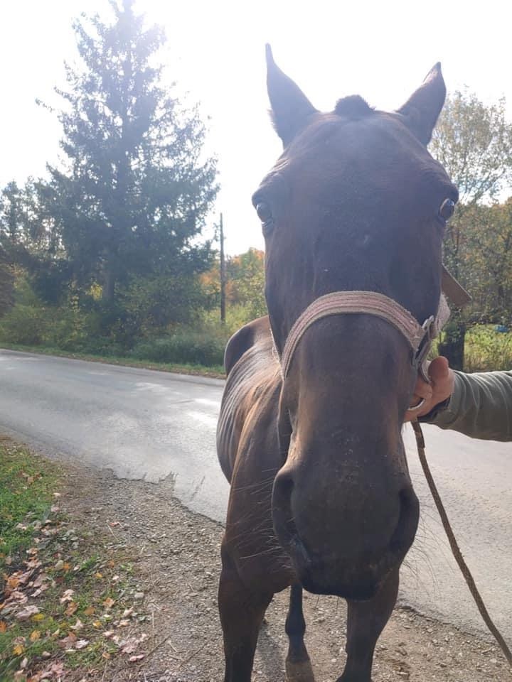 Close head-on portrait of a dark bay horse in a rope halter on a paved country road, ears pricked, a hand holding the lead, autumn trees behind