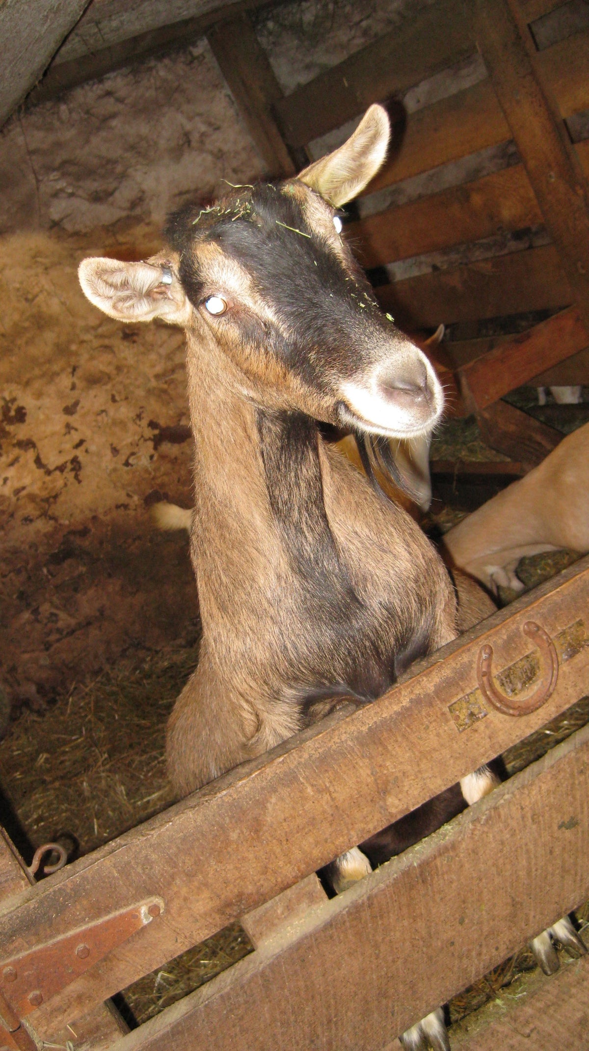 Portrait of a brown dairy goat with a dark facial stripe, wattles and upright ears, looking over a stall gate with a horseshoe nailed to it